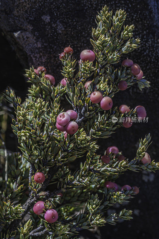 细叶植物(Leptecophylla tameiae)，夏威夷语为Pūkiawe，是石南科(Ericaceae)中的一种开花植物，原产于夏威夷和马克萨斯群岛。在森林中，它可以长到4.6米(15英尺)高